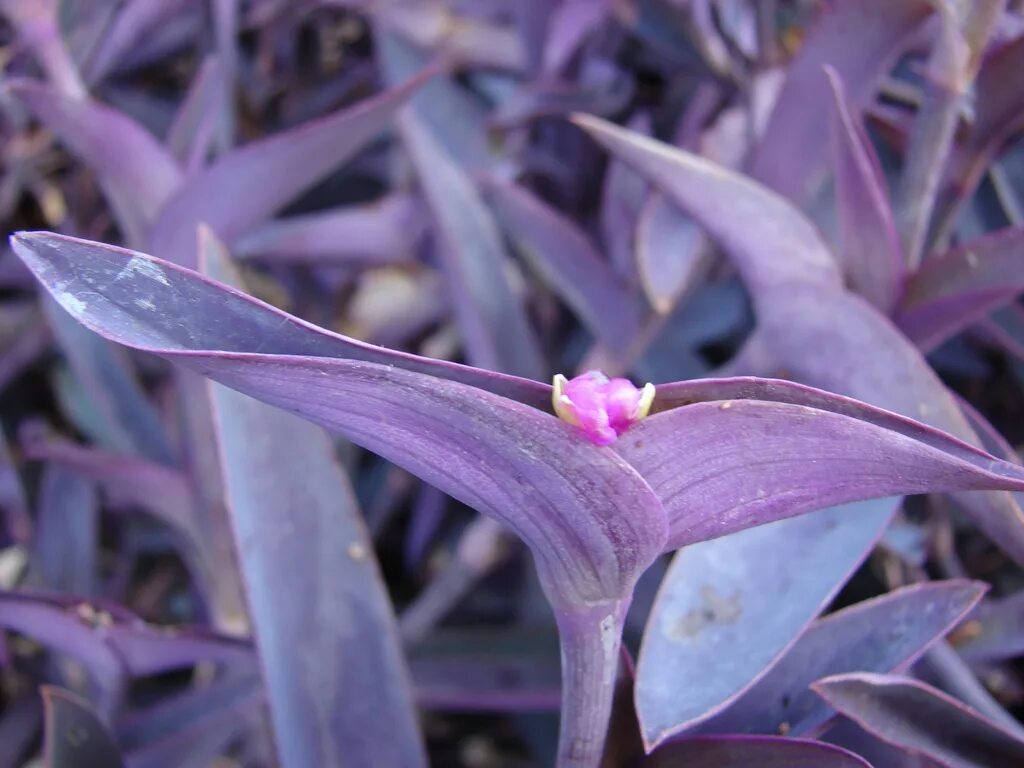 Растение с фиолетовыми листьями фото Spiderwort - Tradescantia North Carolina Extension Gardener Plant Toolbox