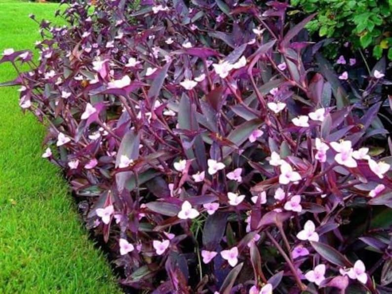 Растение с фиолетовыми листьями фото Tradescantia pallida PurpureaSucculent Setcreasea pallida Etsy