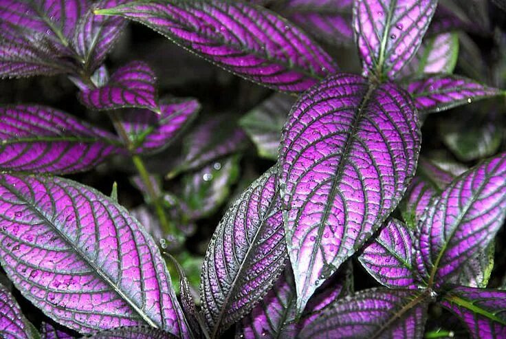 Растение с фиолетовыми листьями фото Burmai tobozka (Strobilanthes dyerianus) gondozása - CityGreen.hu Plantas orname