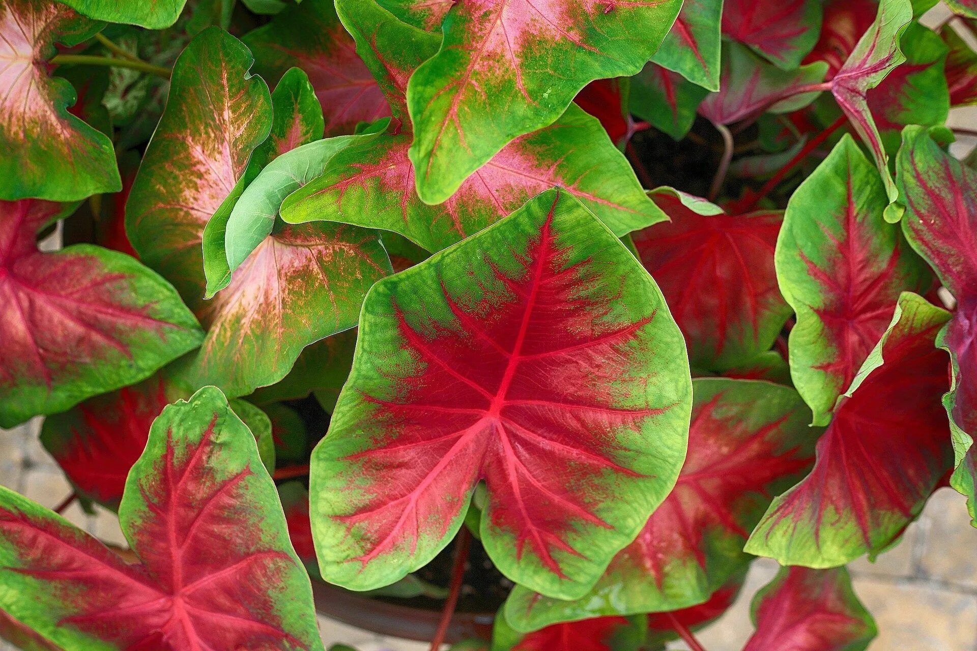 Растение с красно зелеными листьями фото Caladium bicolor. Caladio, caladium, corazón de María, Corazón de Jesús, Paleta 