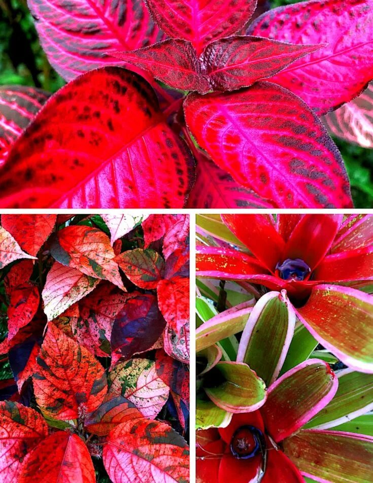 Растение с красно зелеными листьями фото 10 Spectacular Red Foliage Tropical Plants for Your Garden Red leaf plant, Tropi