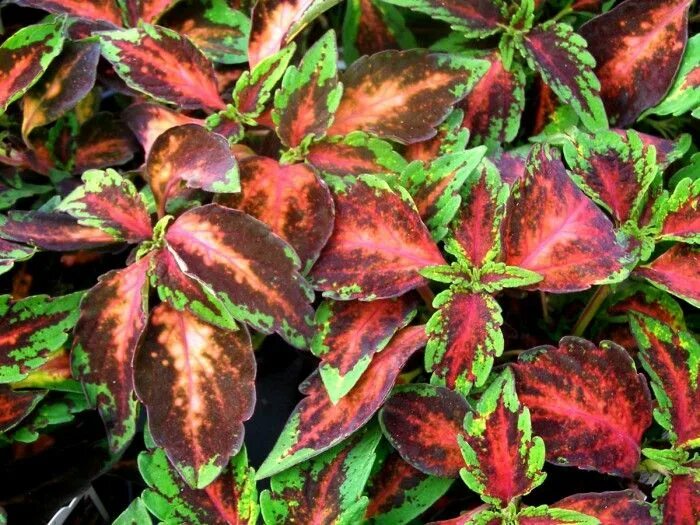 Растение с красно зелеными листьями фото Coleus 'Stained Glassworks Raspberry Tart', Tall Plants, Spring plants, Large pl