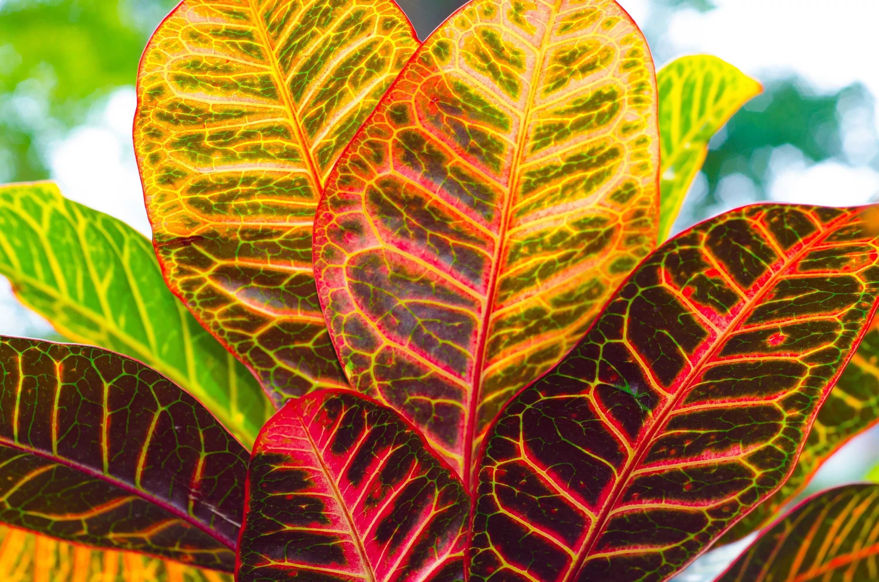 Растение с красно зелеными листьями фото Free Images : tree, nature, branch, leaf, flower, green, red, produce, autumn, b