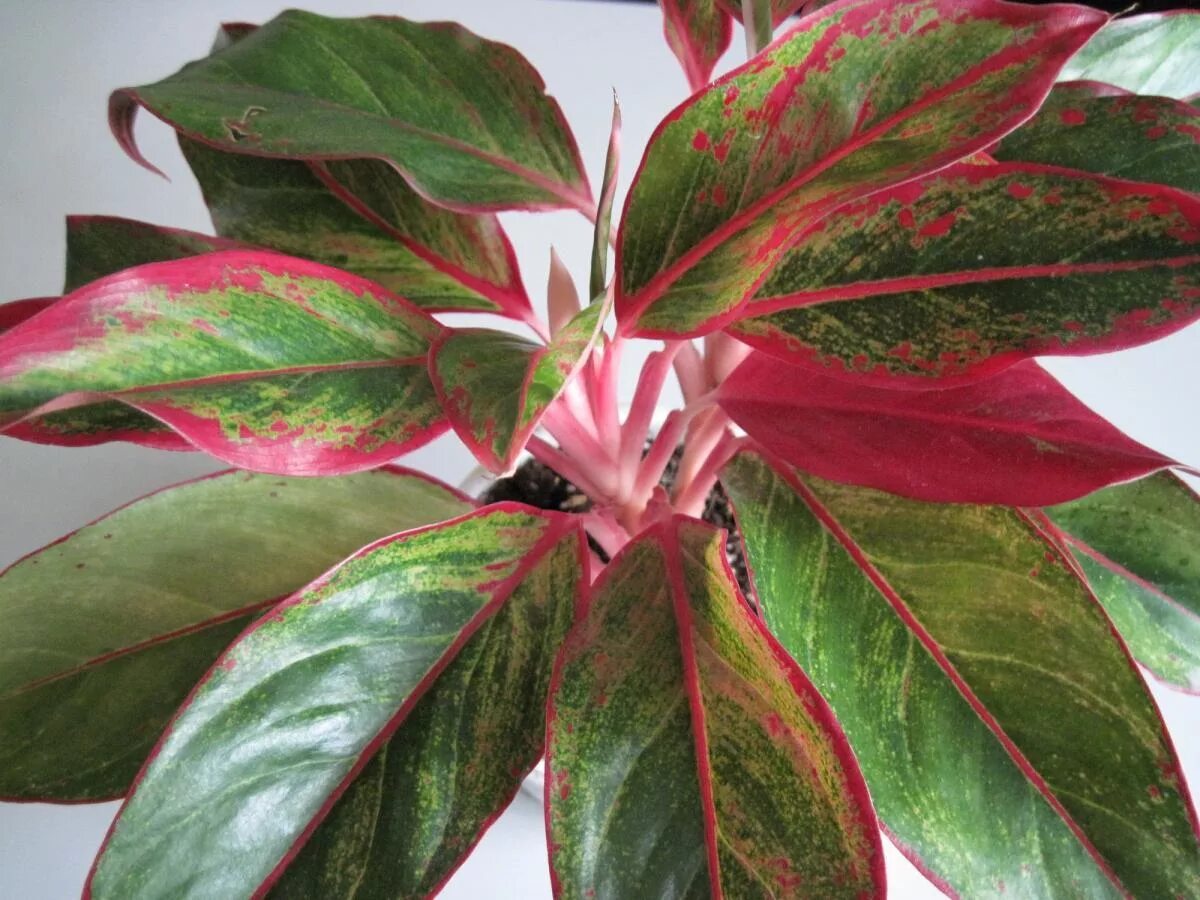 Растение с красно зелеными листьями фото Аглаонема Крит (Aglaonema Crete) D12 H35 купить в СПб