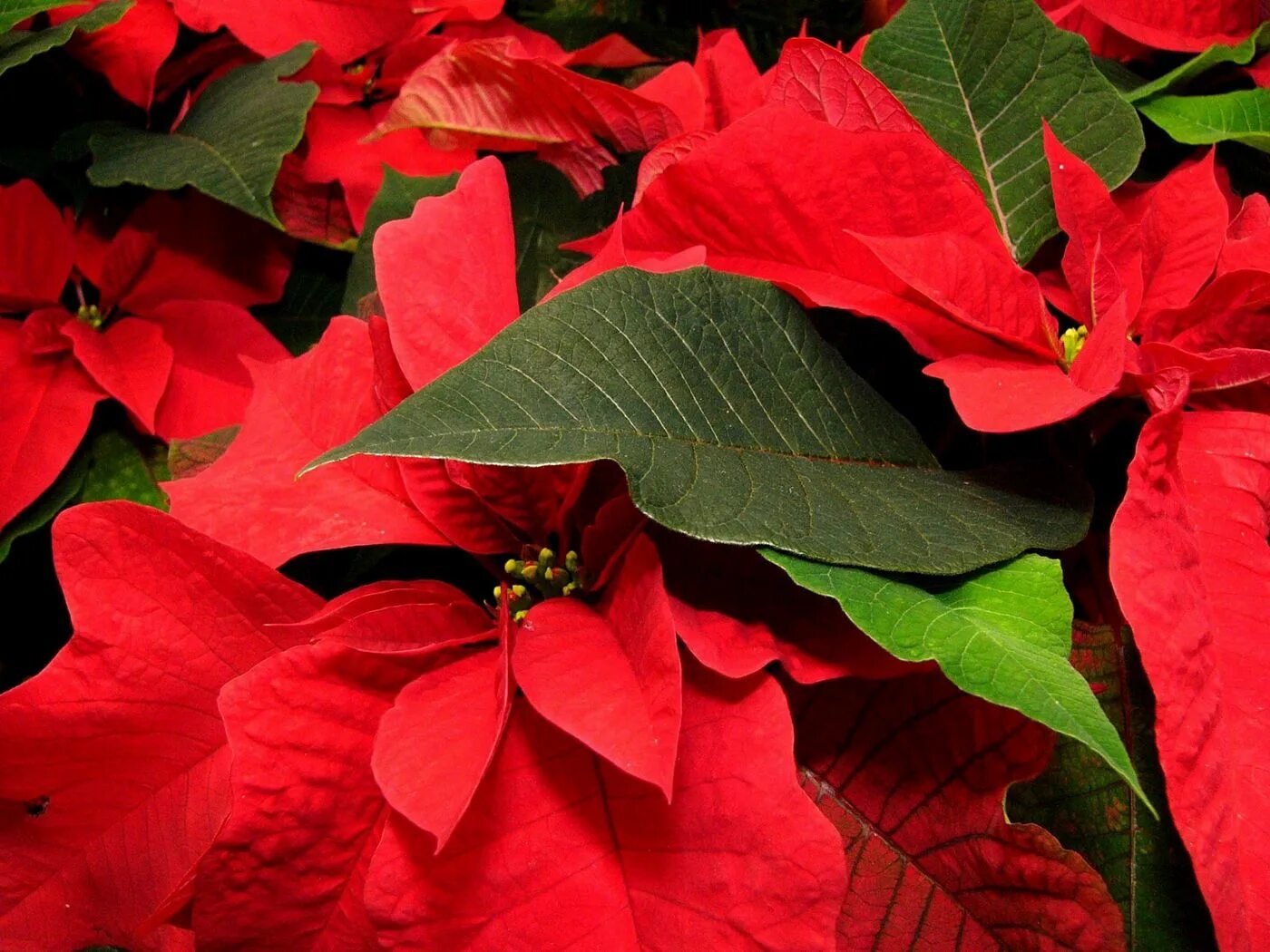 Растение с красными листьями фото Download wallpaper 1400x1050 poinsettia, flower, leaf, close-up standard 4:3 hd 