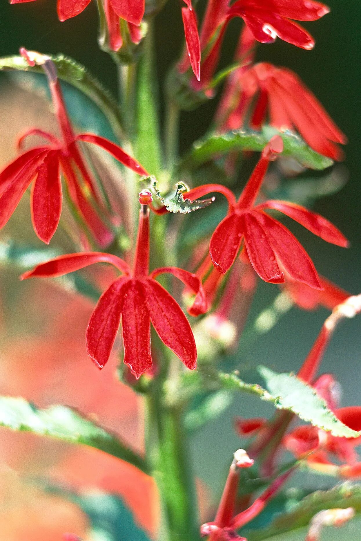 Растение с красными цветами фото 15 of the Best Water Garden Plants to Grow