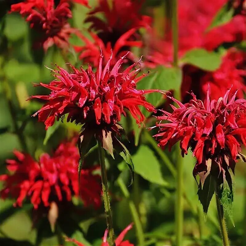 Растение с красными цветами фото 1 Red Bee BALM MONARDA JACOB Клайн растение eBay