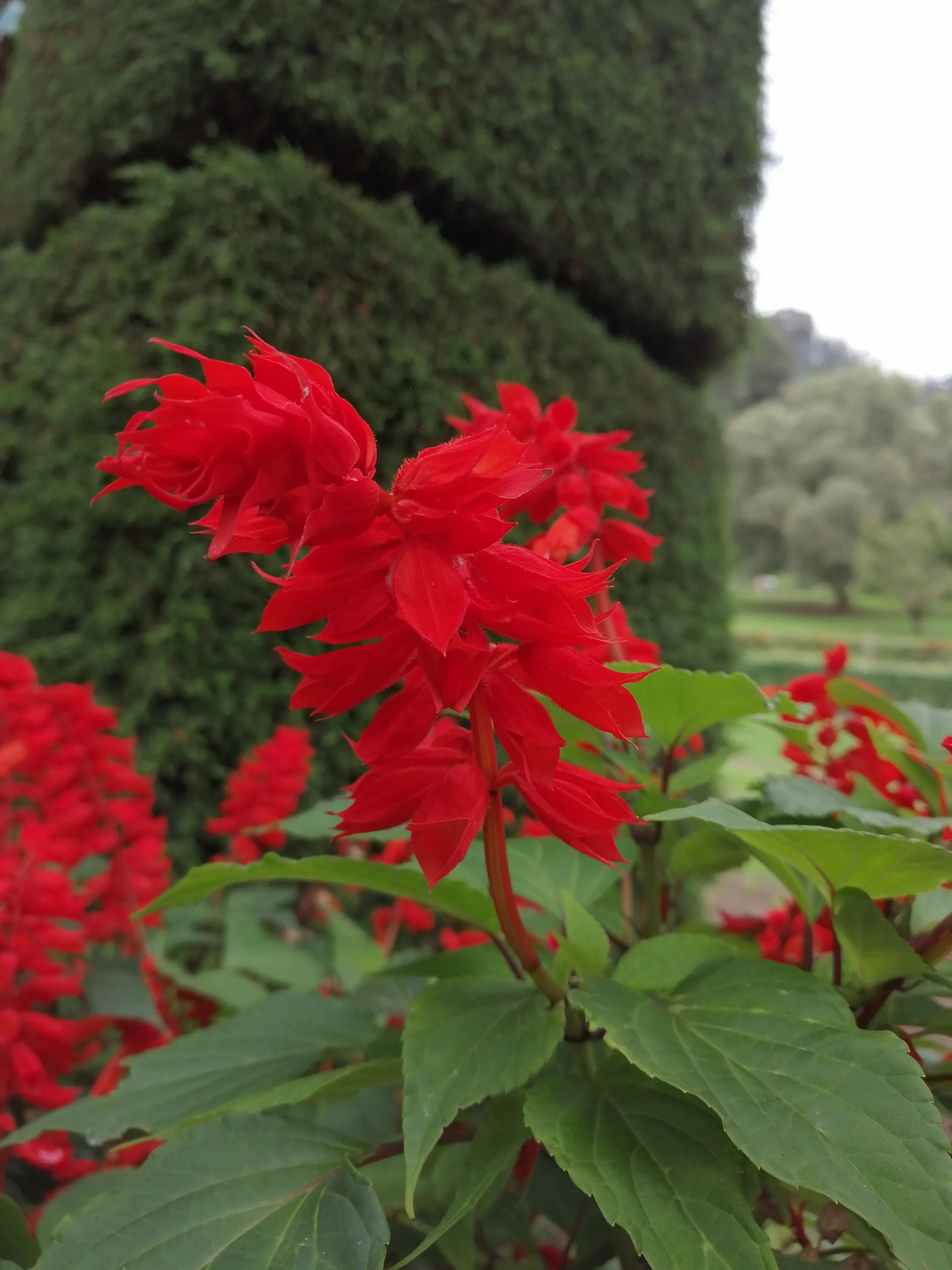 Растение с красными цветами фото Free Images : nature, flower, red, garden, leaf, photography, flowering plant, a