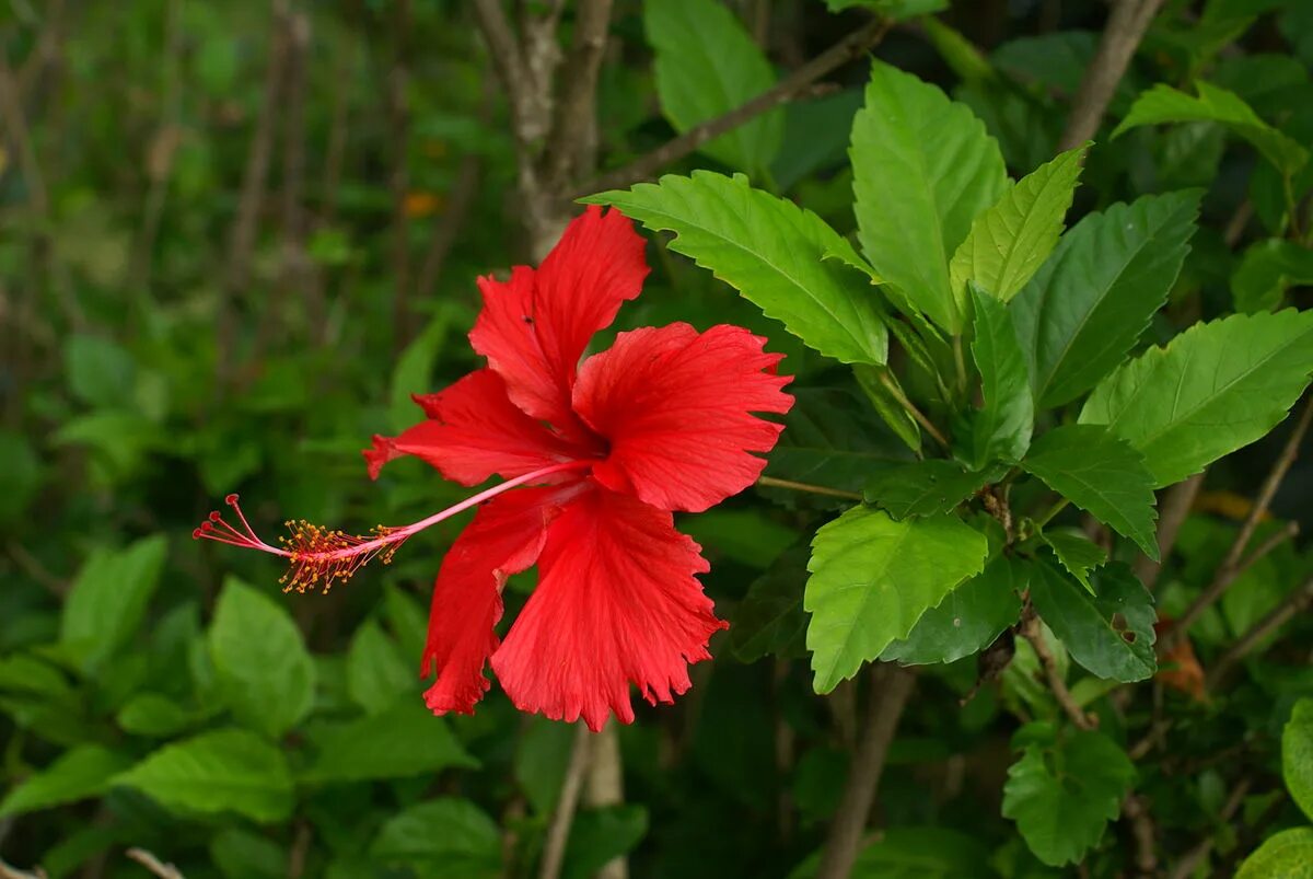 Растение с красными цветами фото Файл:Hibiscus rosa-sinensis flower 2.JPG - Википедия