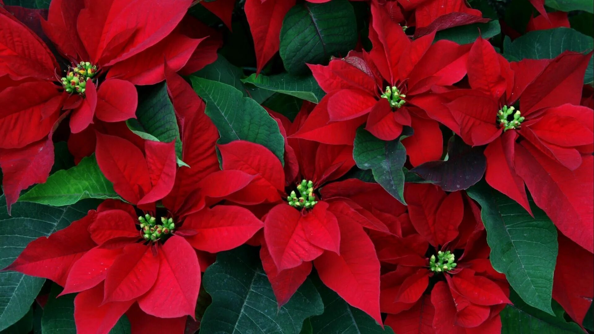 Растение с красными цветами фото Download wallpaper 1920x1080 poinsettia, flowers, herbs, leaves, red, close-up f