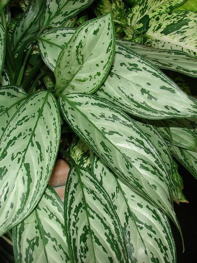 Растение с пестрыми листьями фото File:Starr 070906-8788 Aglaonema commutatum crop.jpg - Wikipedia