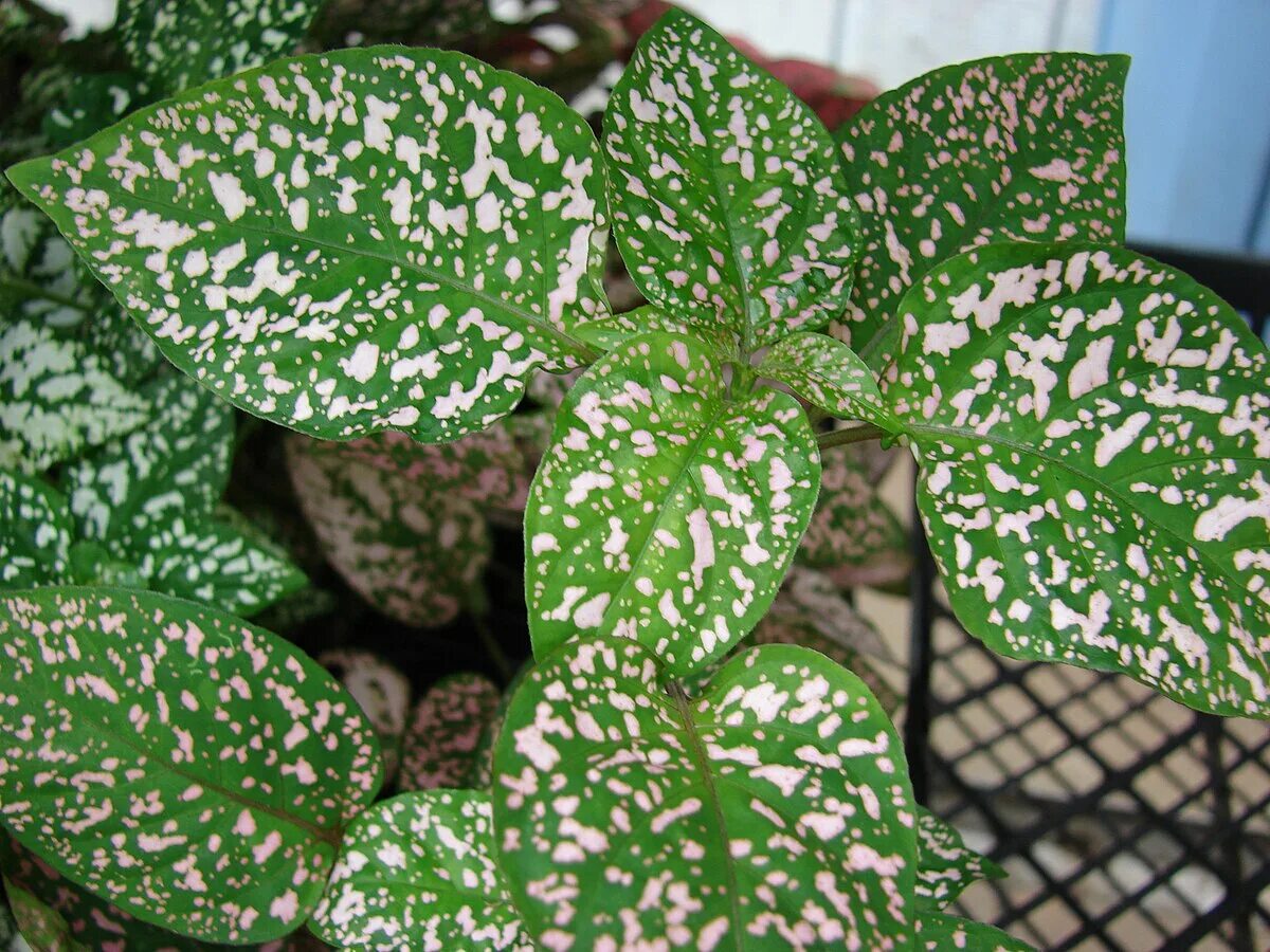 Растение с пятнистыми листьями фото File:Starr 070906-8668 Hypoestes phyllostachya.jpg - Wikimedia Commons