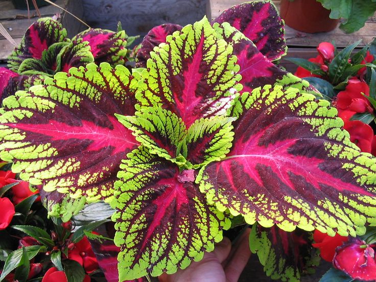 Растение с разноцветными листьями фото Pin by Lori Reznick on Coleus Plants Plants, Flowers, Coleus forskohlii