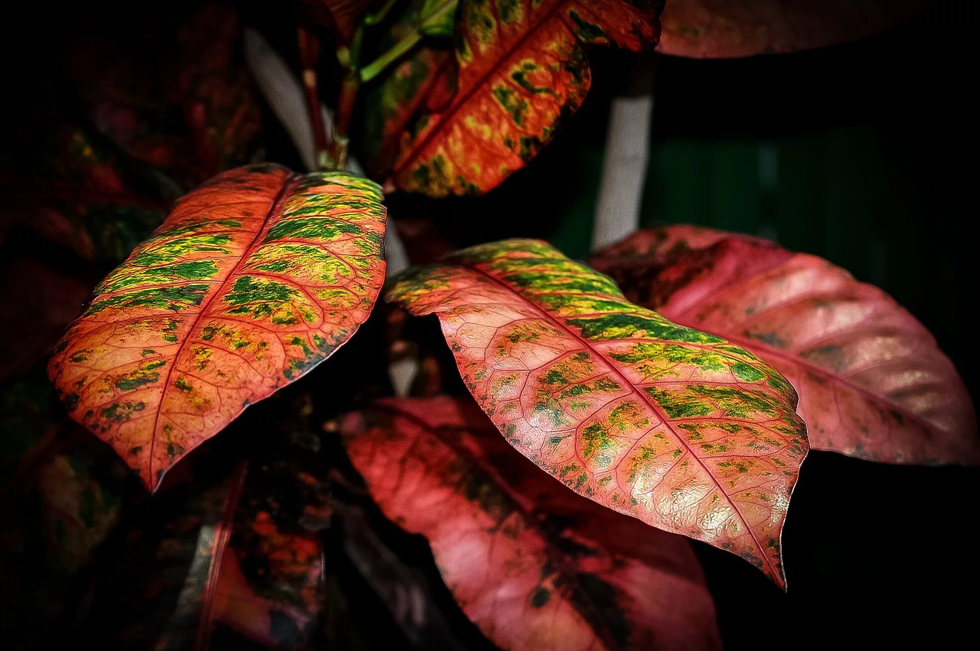 Растение с разноцветными листьями фото Free Images : tree, nature, branch, leaf, flower, petal, orange, green, red, col