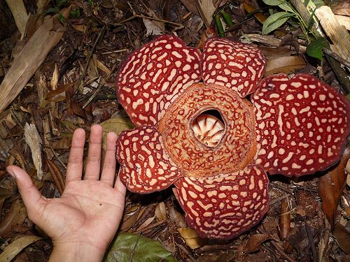 Растение с резким запахом гнилого мяса фото Rafflesia pricei Plant magic, Open flower, Flowers