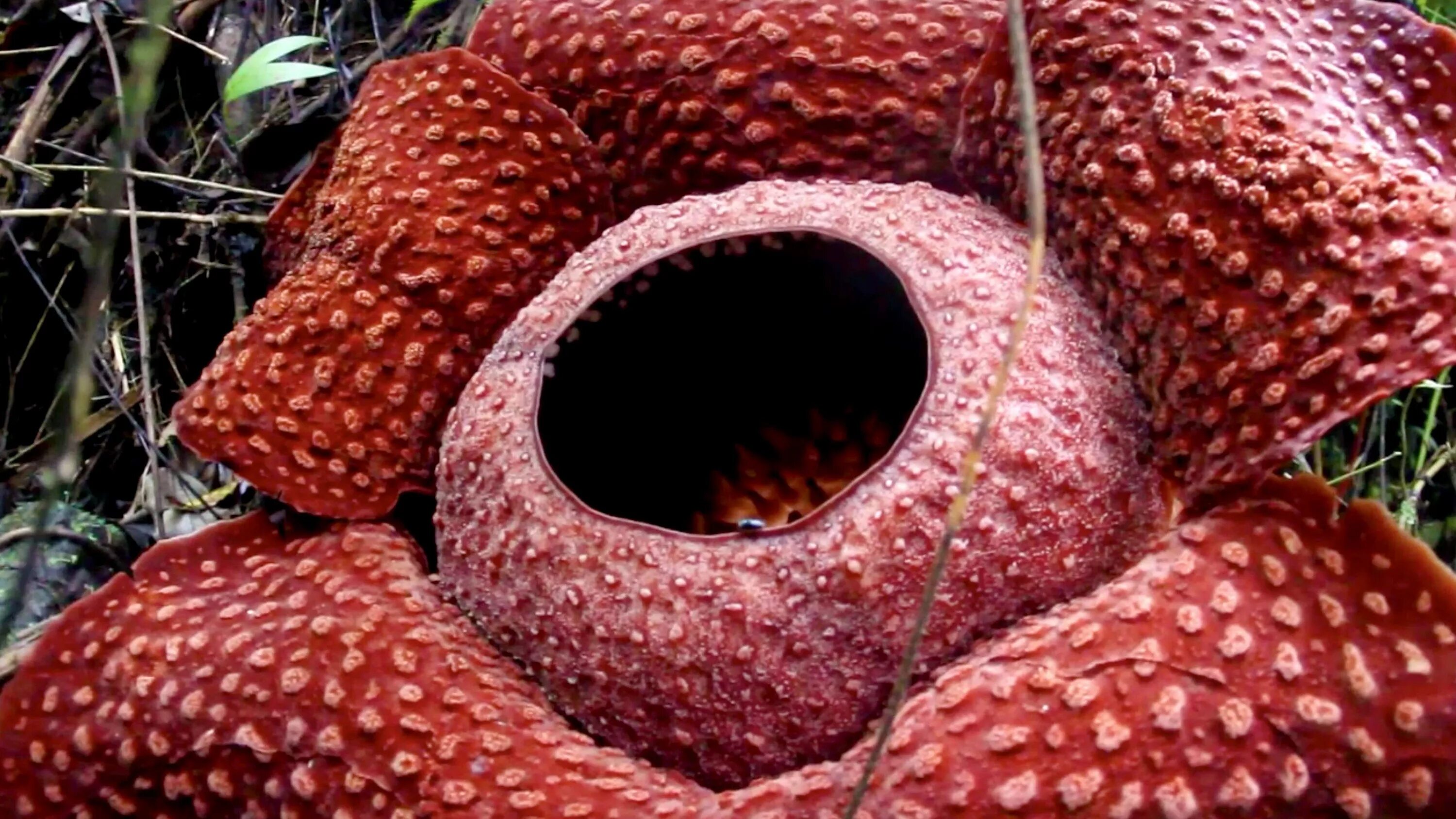 Растение с резким запахом гнилого мяса фото A rare Indonesian flower was spotted in glorious full bloom in Maninjau Reserve 