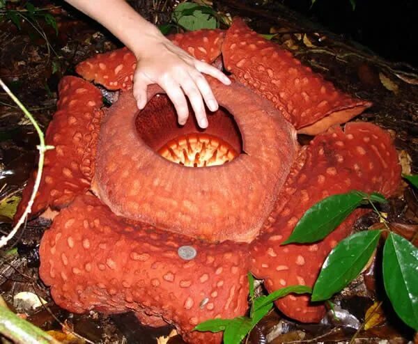 Растение с резким запахом гнилого мяса фото corpse flower Corpse flower, Tropical, Pumpkin carving