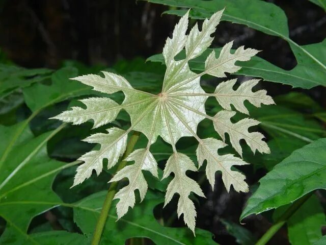 Растение с резными листьями фото название Trevesia palmatai - Snowflake Aralia. Photo by Peter Vobořil Unique plants, Unus