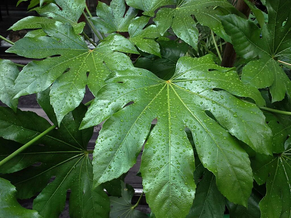 Растение с резными листьями фото название fatsia-japonica-2015 jlggb Flickr