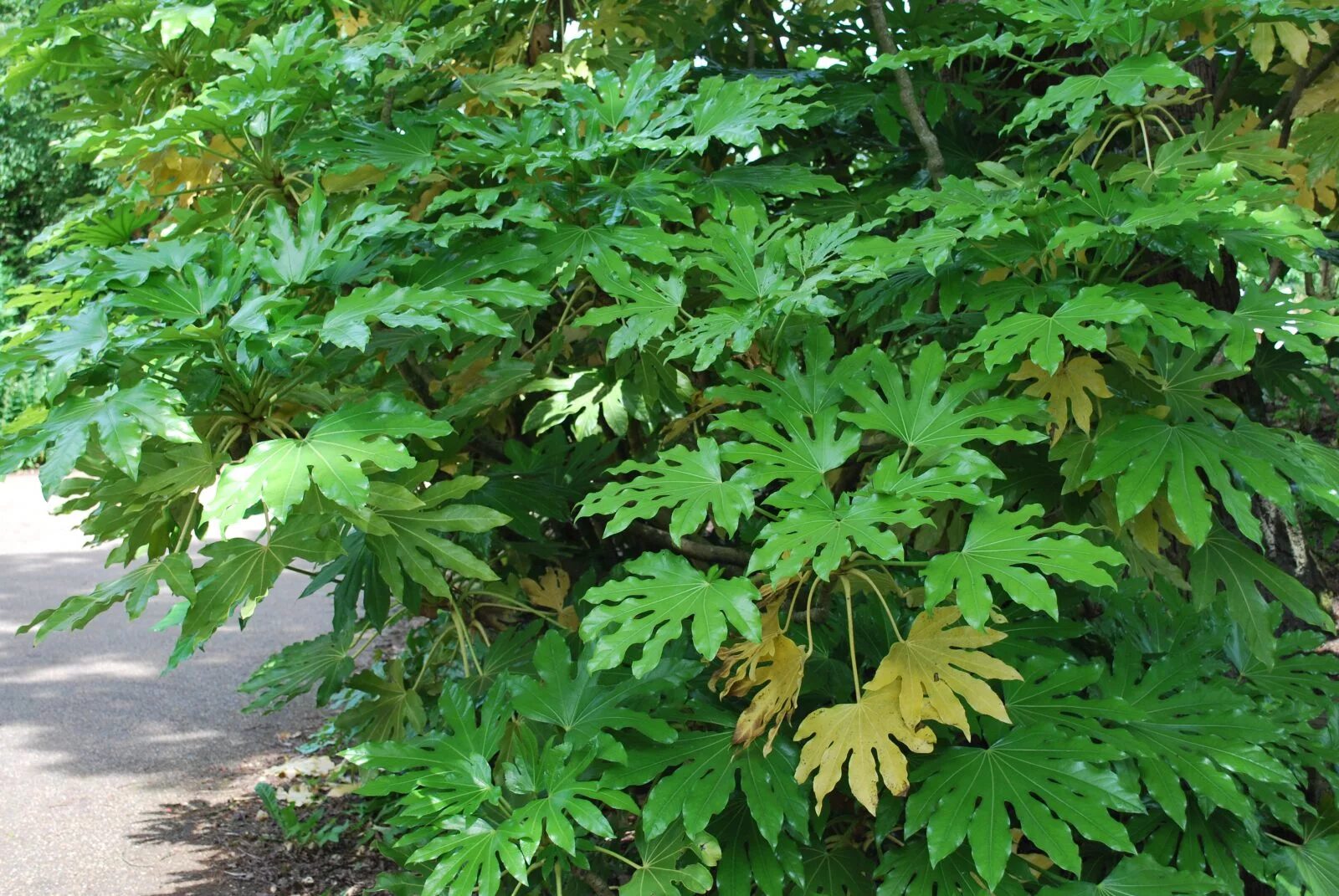 Растение с резными листьями фото название Fatsia Japonica Emerald Plants