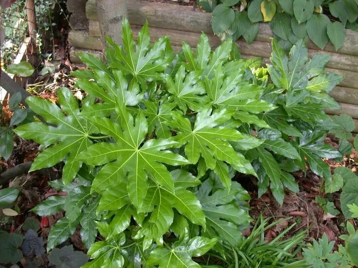 Растение с резными листьями фото название Fatsia Japonica 2 Zentuin, Tuin ideeën, Tuinprojecten