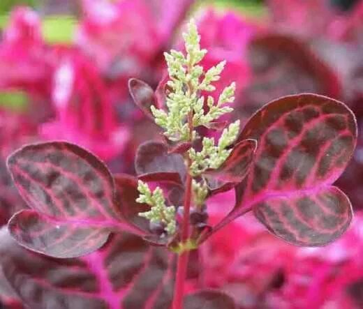 Растение с розовыми листьями фото Цветок Ирезине Plants, Pink leaf plant, Red leaf plant