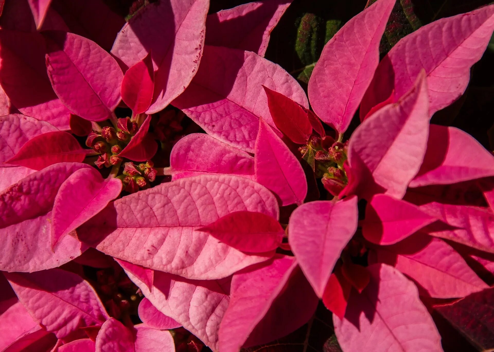 Растение с розовыми листьями фото Poinsettias, The History You Never Knew - Creative Plant Designs