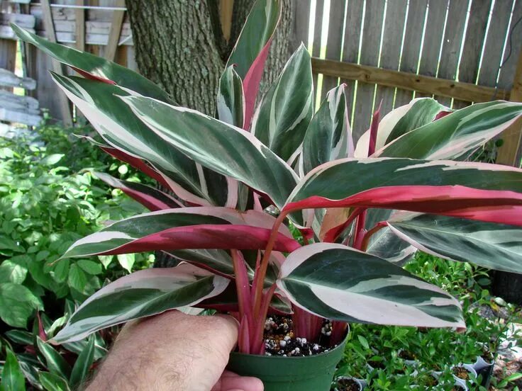 Растение с розовыми листьями фото Stromanthe sanguinea Tricolor Plants, Shade garden plants, Outdoor plants