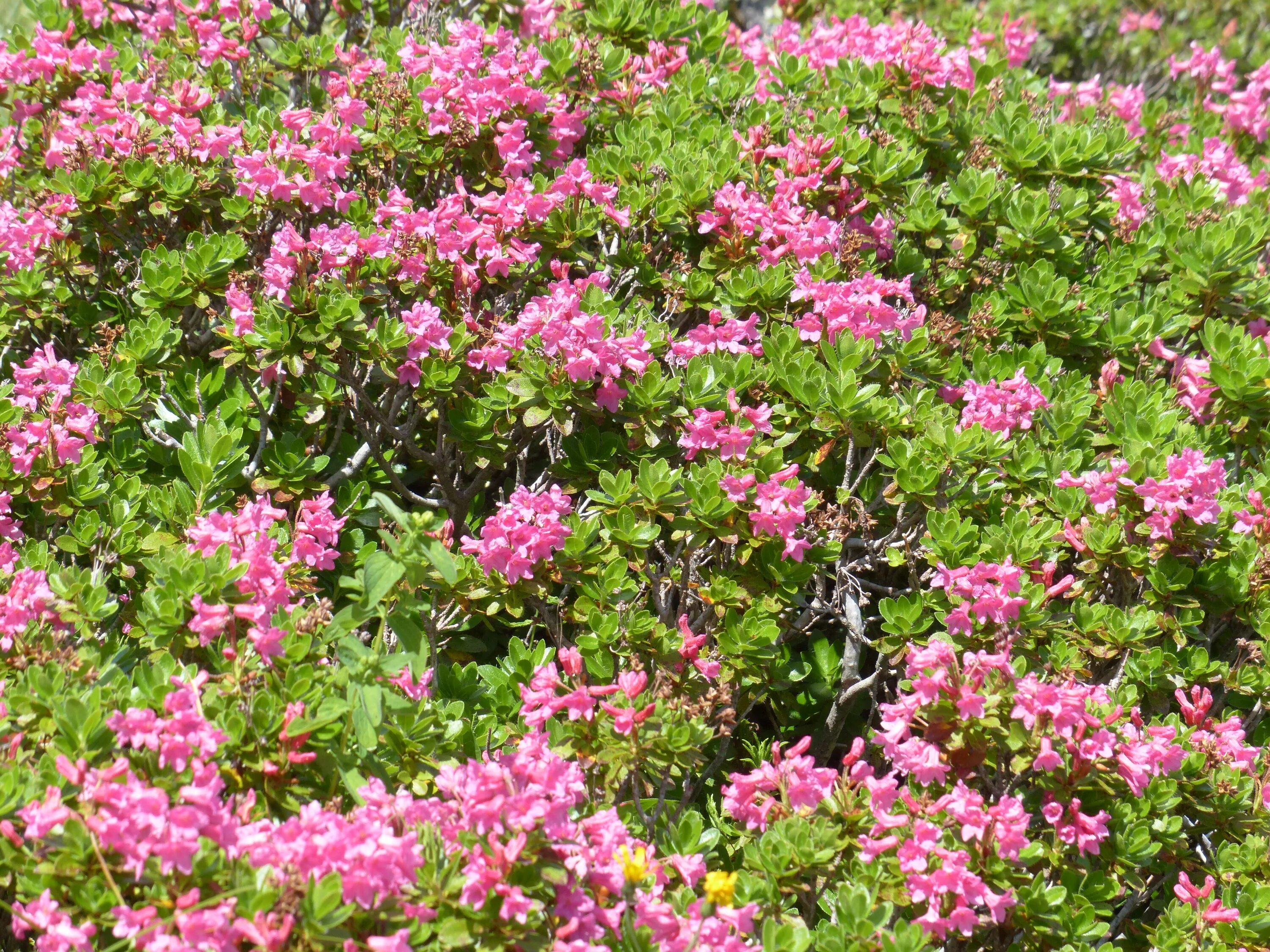 Растение с розовыми цветами фото Free Images : pink, flowers, shrub, aster, groundcover, ericaceae, flowering pla