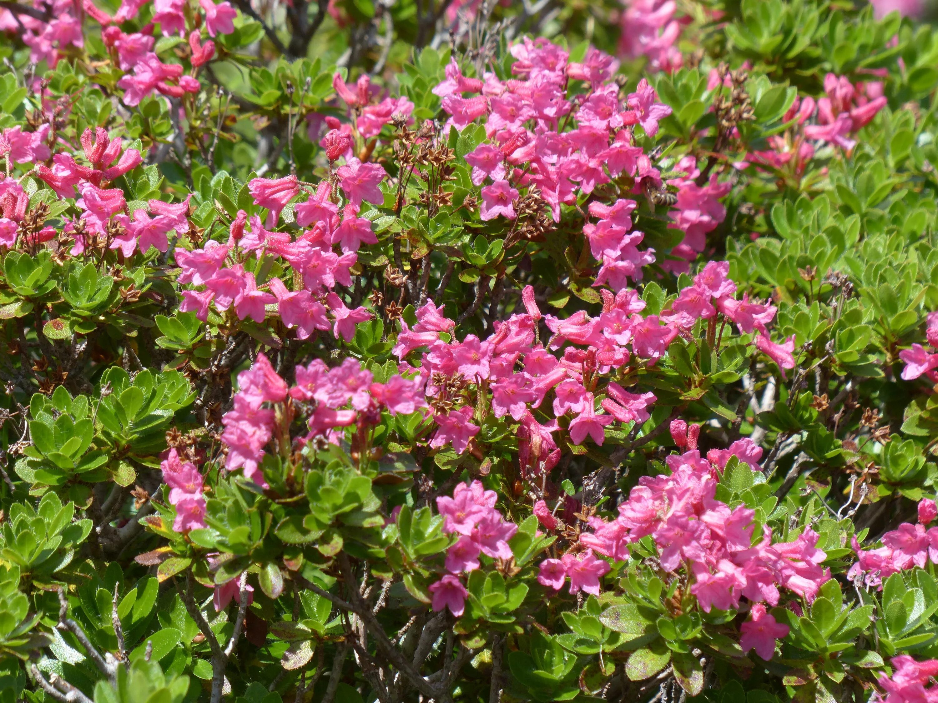 Растение с розовыми цветами фото Free Images : garden, pink, flowers, shrub, groundcover, ericaceae, flowering pl