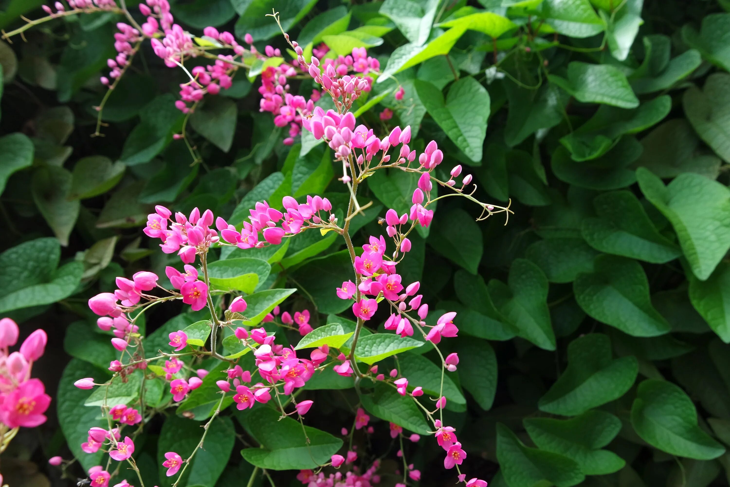 Растение с розовыми цветами фото Free Images : nature, blossom, leaf, flower, bloom, floral, botany, garden, pink