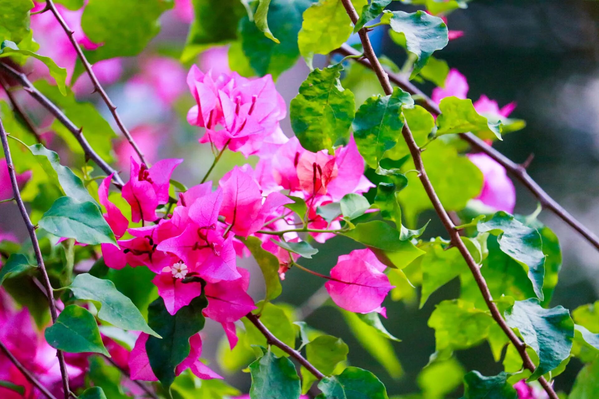 Растение с розовыми цветами фото Free Images : tree, nature, branch, blossom, leaf, spring, green, color, natural