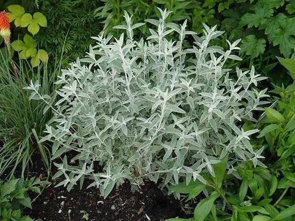 7 plantes pour mon jardin d'hiver. Dusty miller, Jardins, Jardin sec