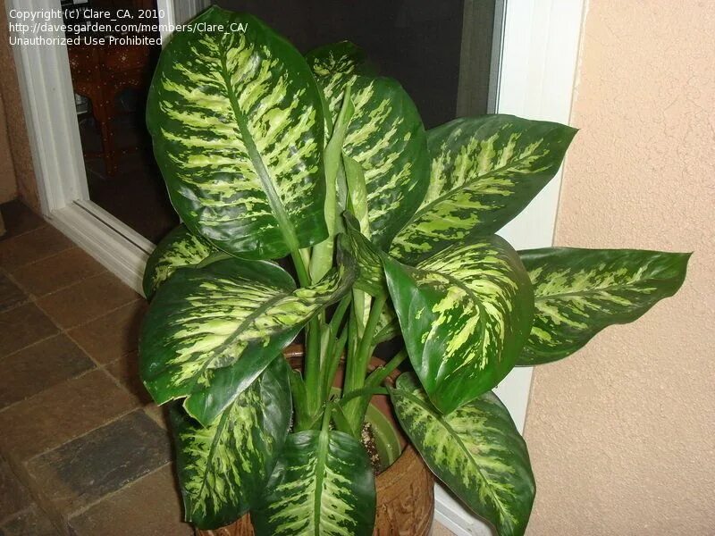 Растение с широкими листьями фото PlantFiles Pictures: Dieffenbachia (Dieffenbachia bowmannii) by timrann Plant le