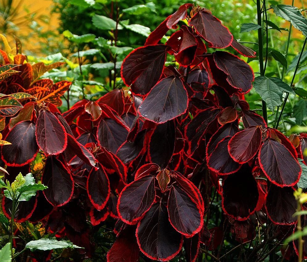 Растение с темными листьями фото Acalypha cv. Purple plants, Trees to plant, Foliage plants