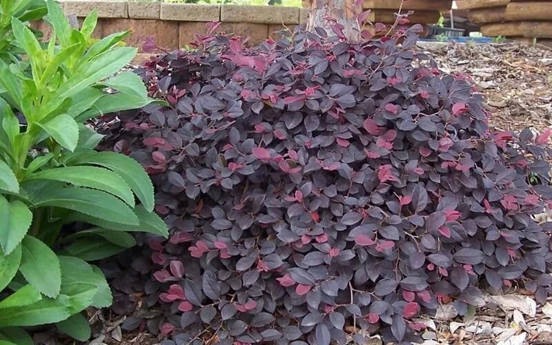 Растение с темными листьями фото Pixie loropetalum Landscaping plants, Purple pixie loropetalum, Garden shrubs