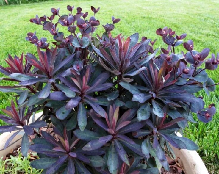 Растение с темными листьями фото Euphorbia 'Blackbird' Plante