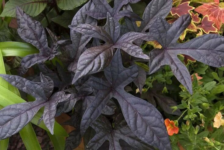 Растение с темными листьями фото Release a garden’s black beauty with 'Jade Masquerade' vine Sweet potato vine, P