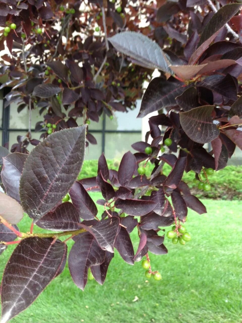 Растение с темными листьями фото identification - What is this small tree with purple leaves and small green frui