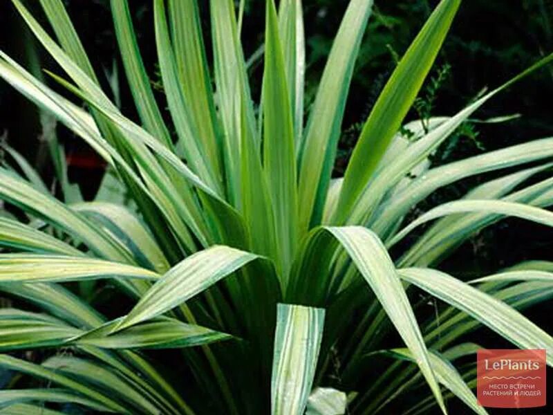 Растение с узкими длинными листьями фото Юкка отвороченнолистная (Yucca recurvifolia) - описание, выращивание, фото на Le