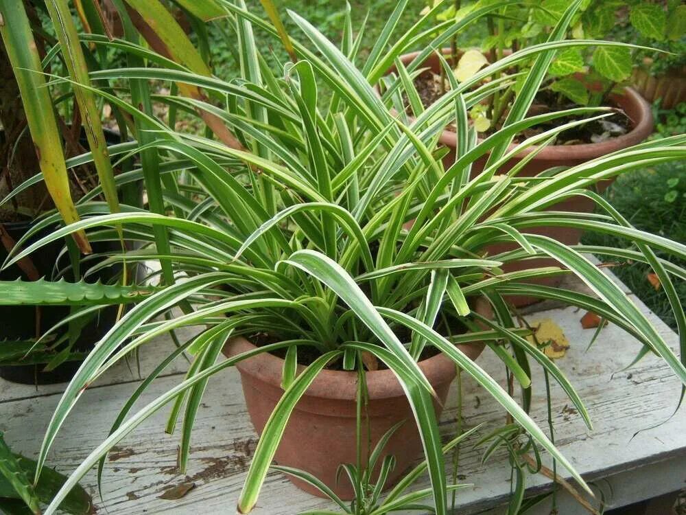 Растение с узкими длинными листьями фото Хлорофитум (Chlorophytum) комнатное растение купить в СПб в интернет - магазине