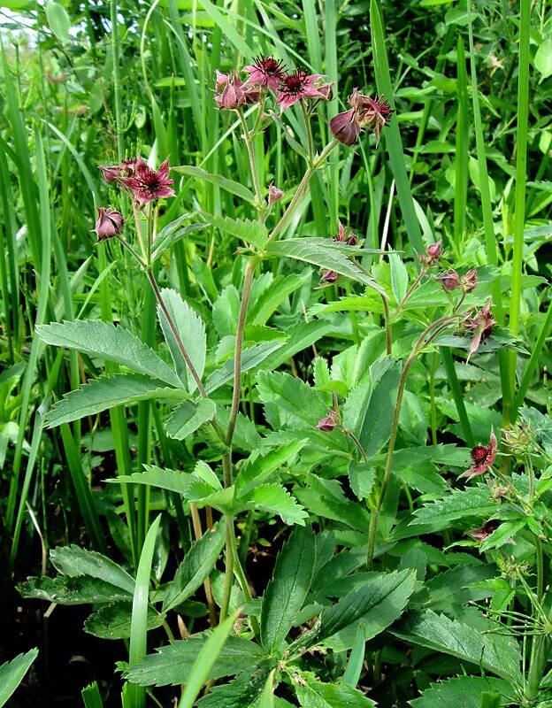 Растение сабельник фото как выглядит Comarum palustre - Image of an specimen - Plantarium