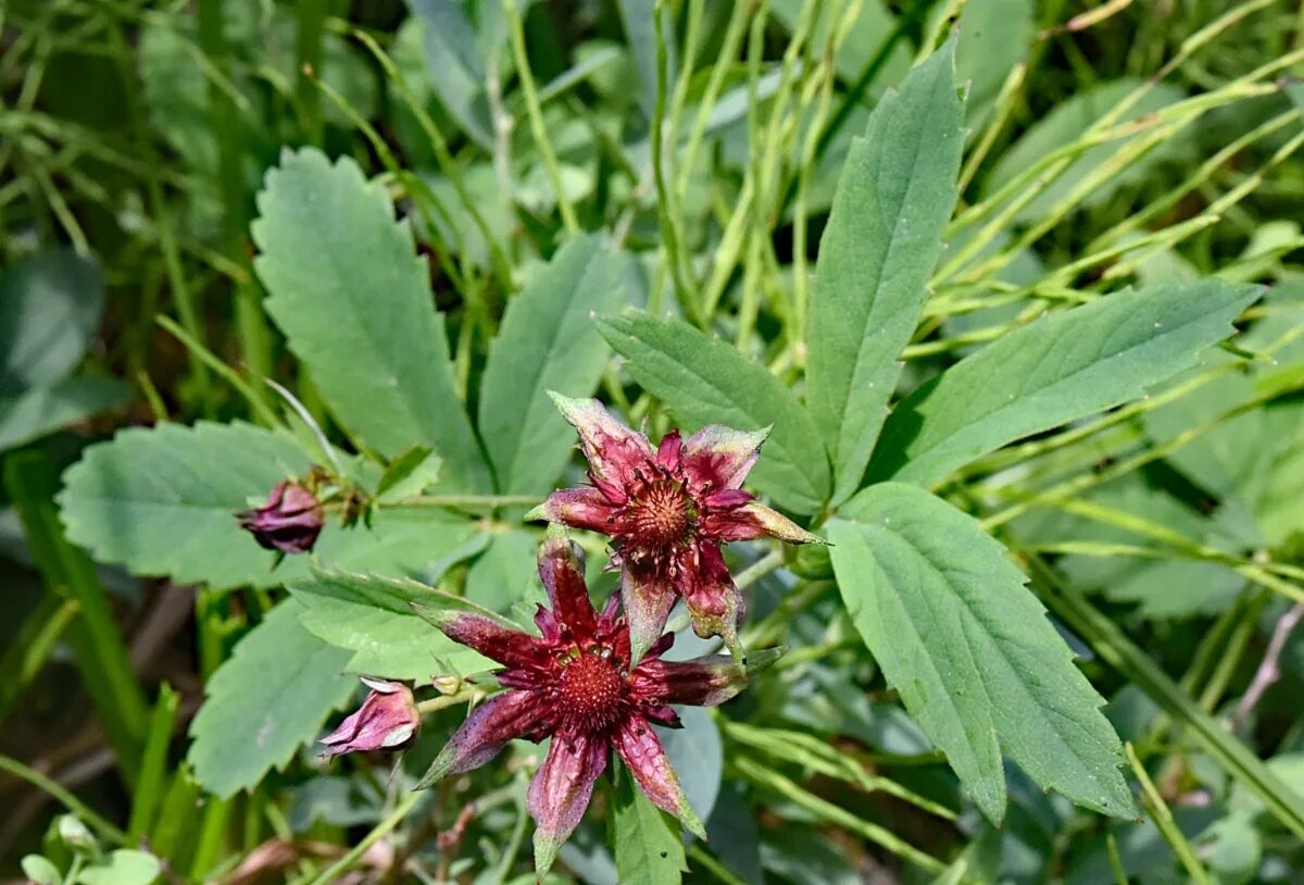 Растение сабельник фото как выглядит Comarum palustre Calflora