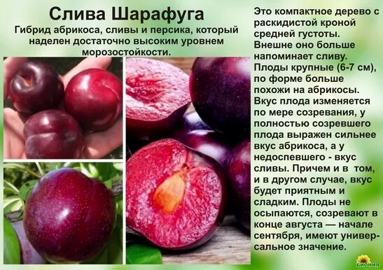 Растение шарафуга описание посадка и уход фото Слива Шарафуга Мичуринск