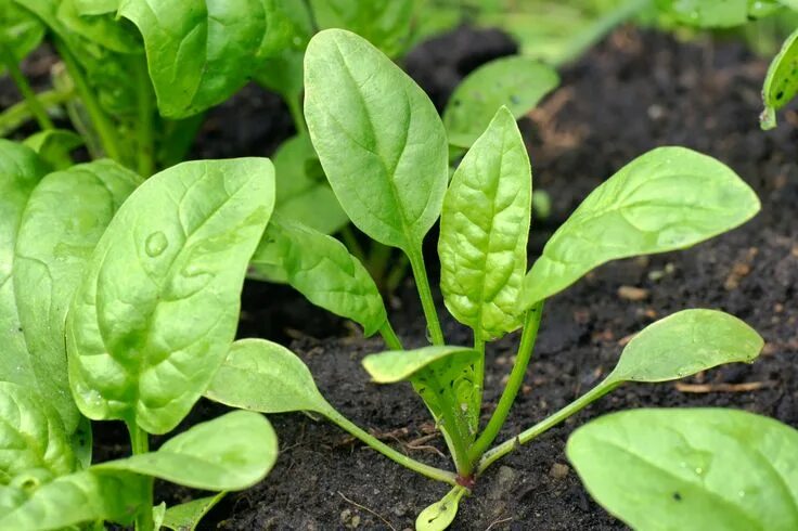 Растение шпинат как выглядит Spinach Planting Guide: How To Grow Spinach In The Home Garden Growing vegetable