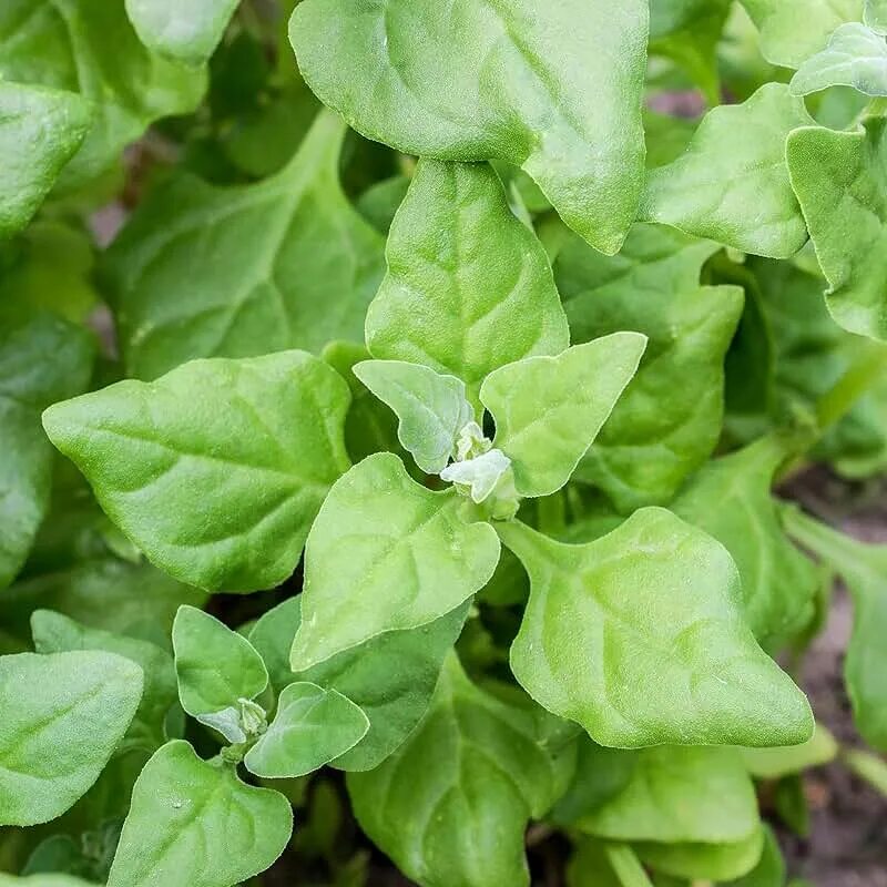 Растение шпинат как выглядит Amazon.com: New Zealand Spinach Seeds