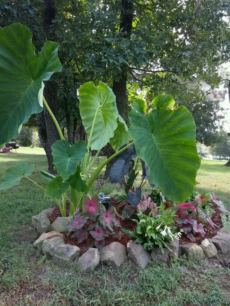 Растение слоновое ухо фото My first elephant ear flower bed Elephant ear plant, Elephant ear flower, Elepha