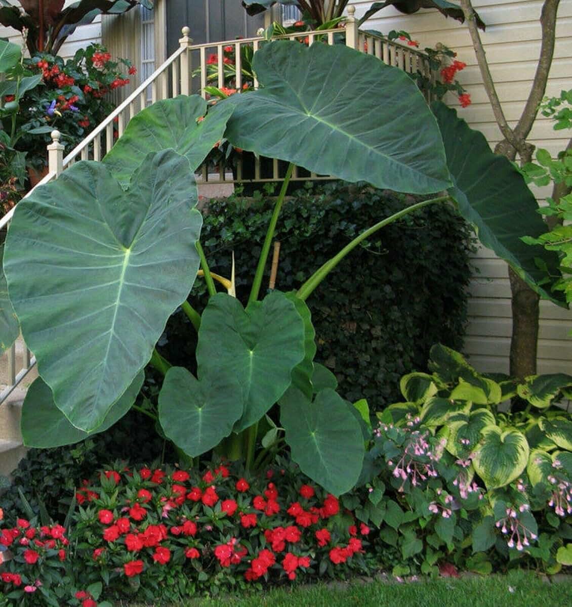 Растение слоновое ухо фото Amazon.com: Elephant Ear Plants