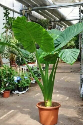 Растение слоновое ухо фото Alocasia-Calidora eBay