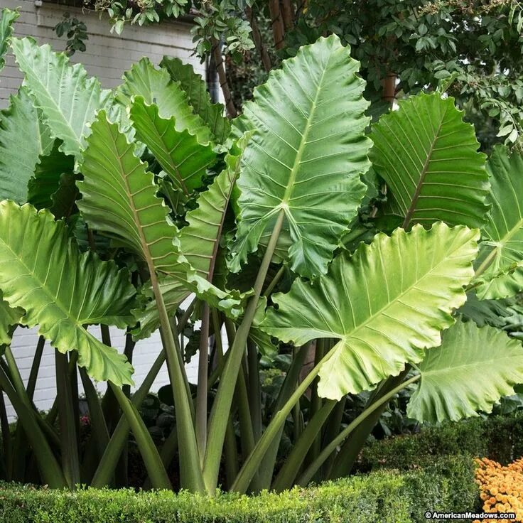 Растение слоновое ухо фото Portora Upright Elephant Ear Tropical landscaping, Tropical garden, Tropical gar